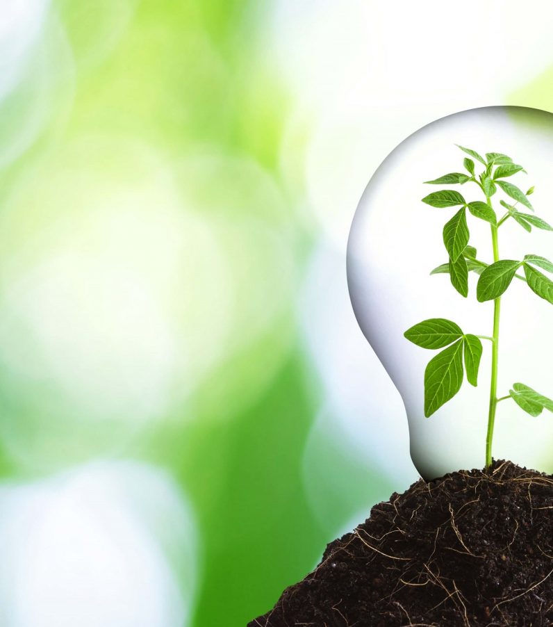 plant growing inside of a light bulb