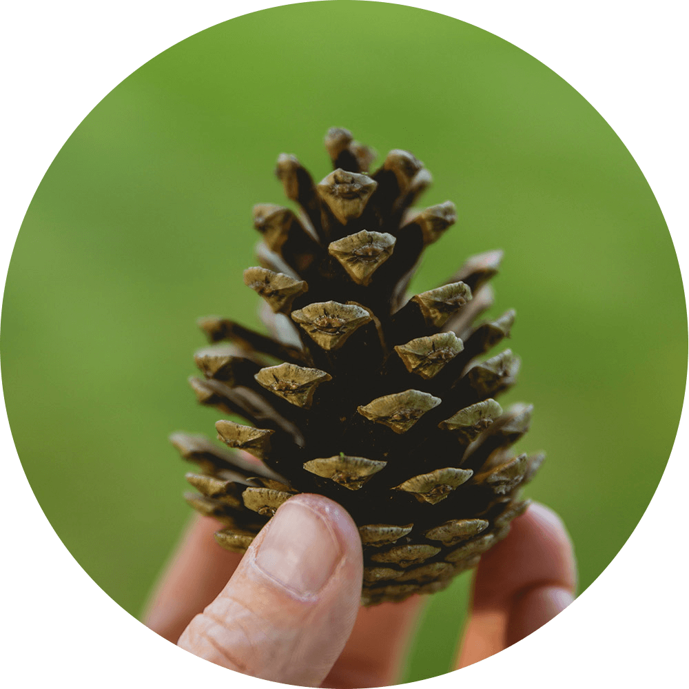 Pine cone in fingers