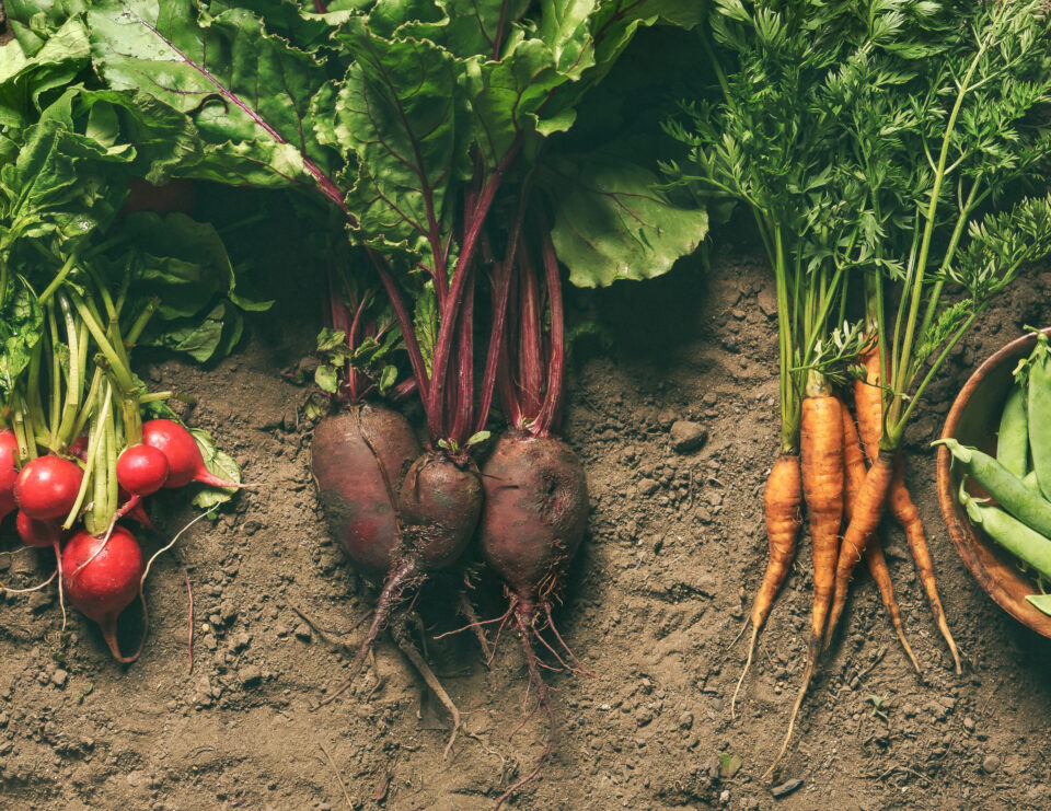 fresh farm vegetables